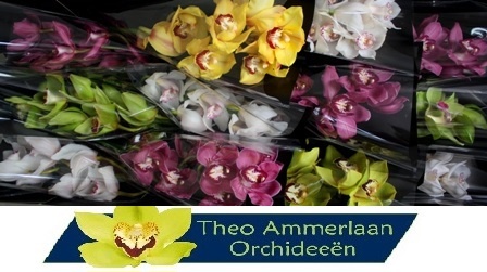 Цимбидиум Микс x12 50, шт.