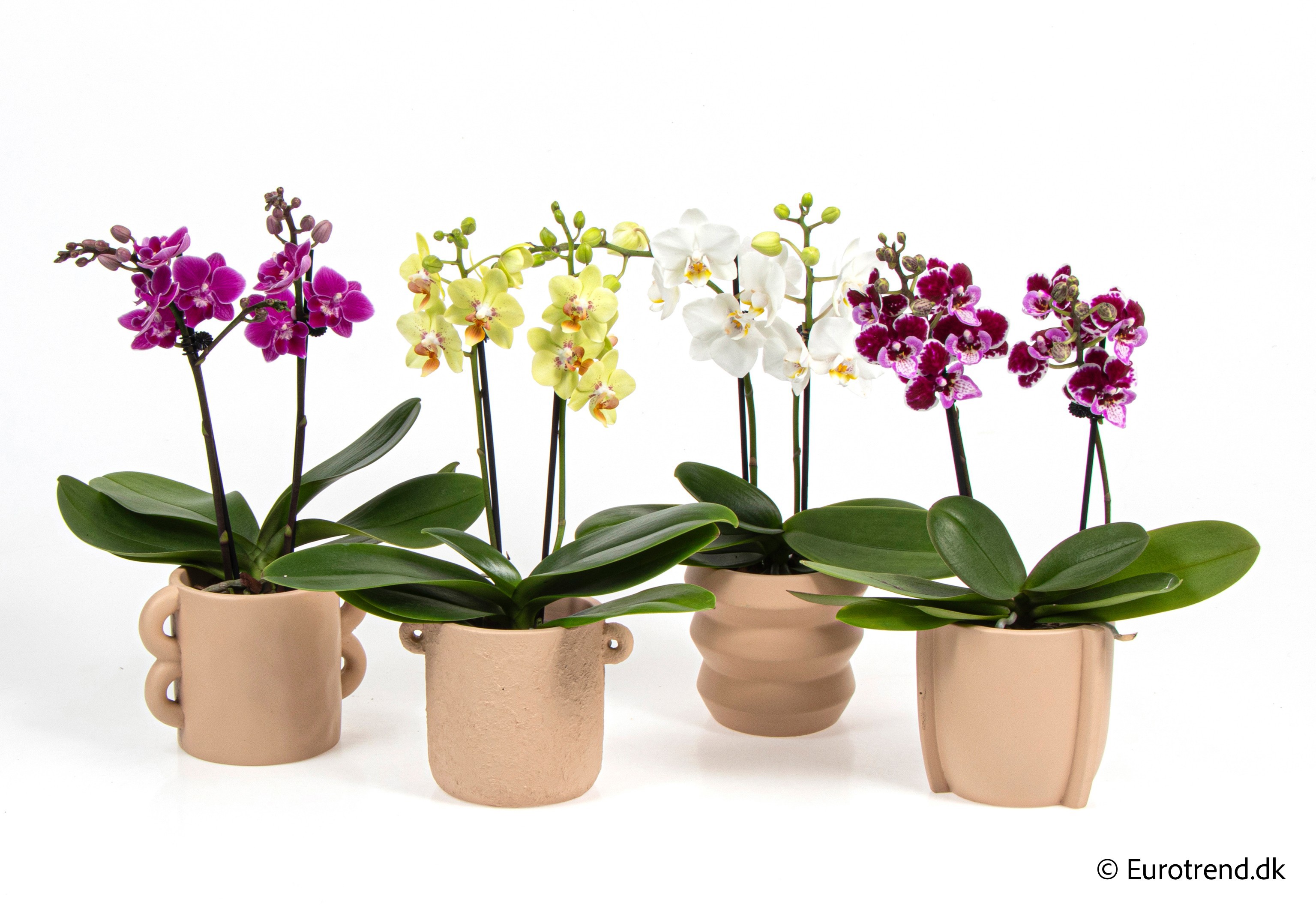 Phalaenopsis in New Look ceramic 2026, D 9