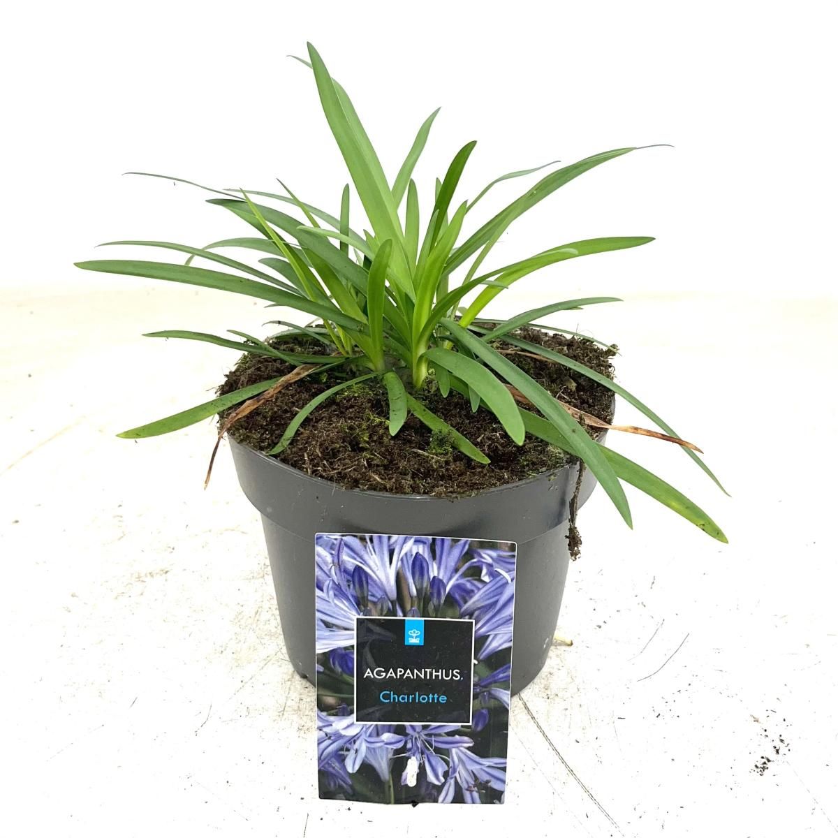 Agapanthus 'Charlotte', D 17 cm