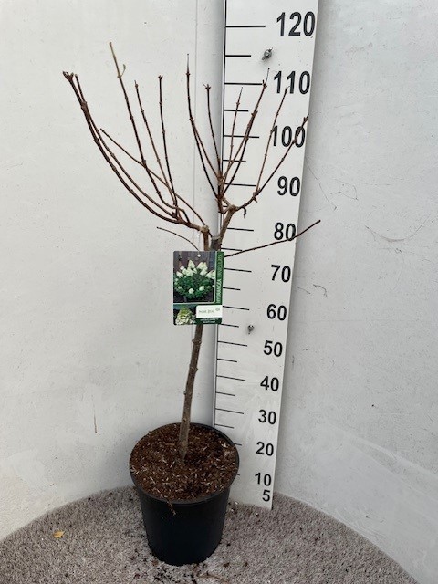 Hydrangea pan. Polar Bear 60 stam P28 C10, D 28