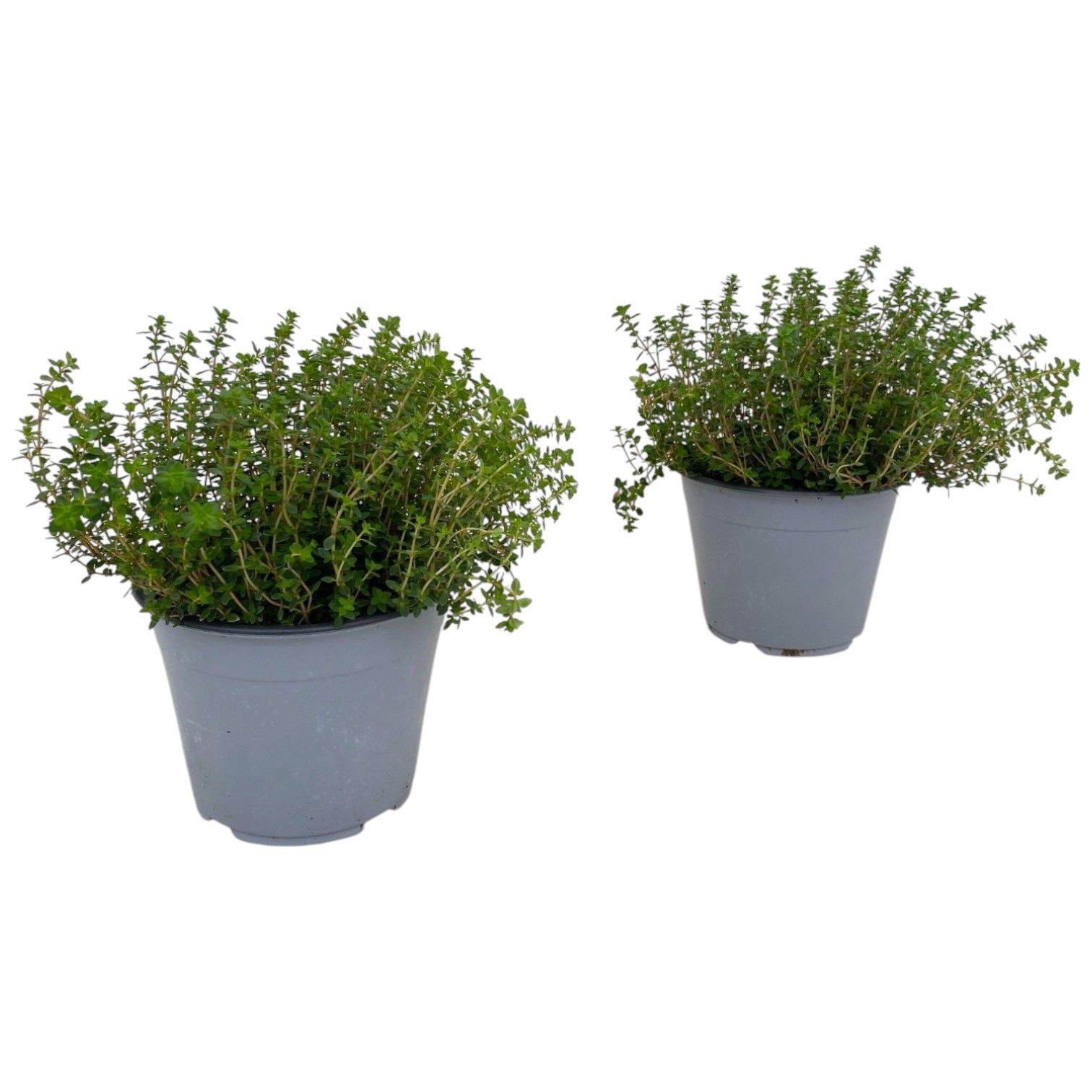 Thymus citriodorus, D 14