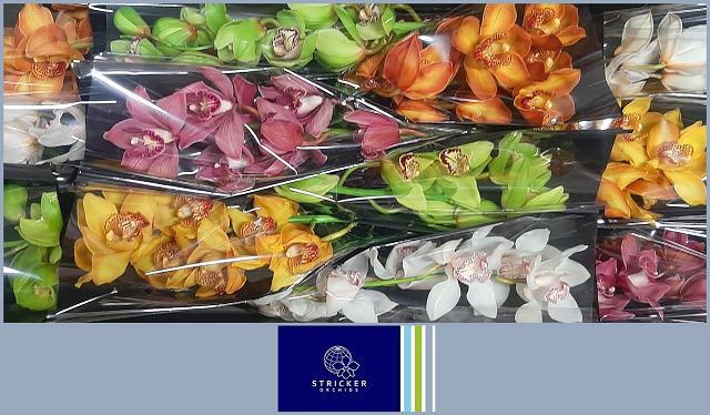 Цимбидиум Микс x12 50, шт.