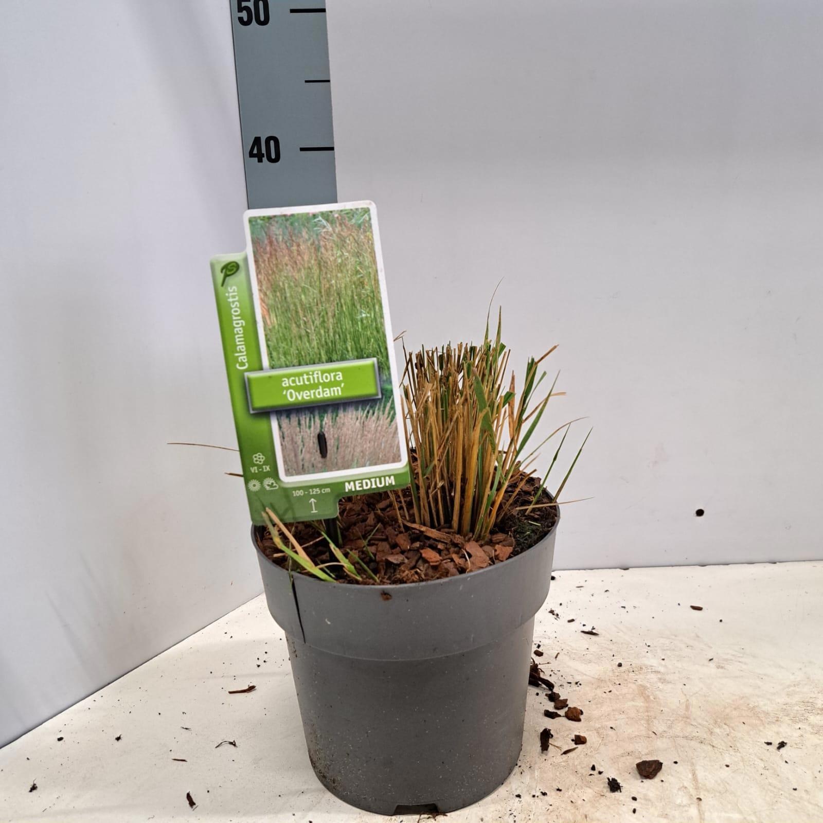 Calamagrostis acutiflora 'Overdam', D 19