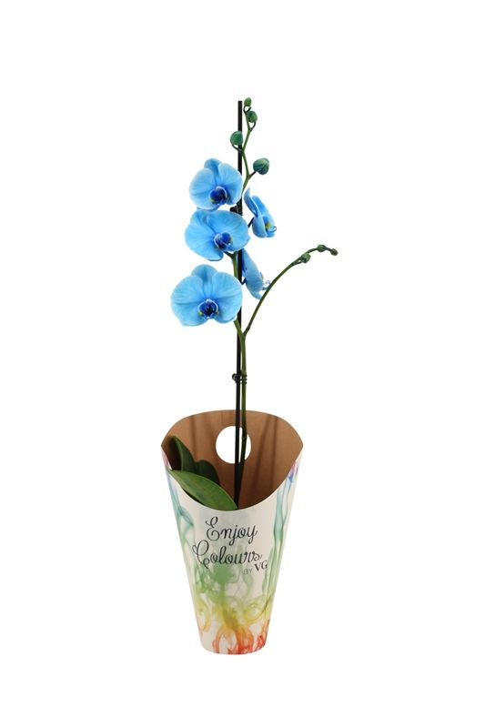 Potcover p12 enjoy Phal I am Blue 1T09+, D 12