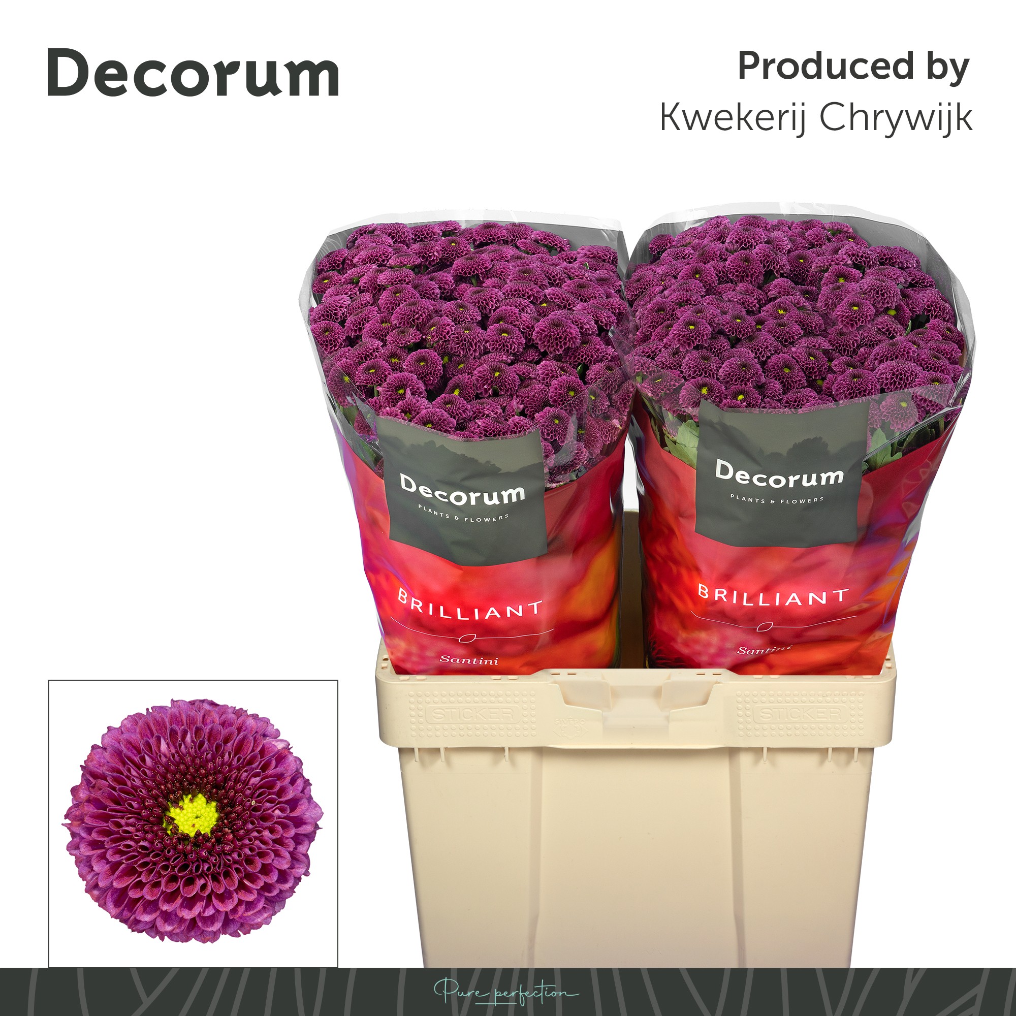 Сантини Пурпетта, шт.