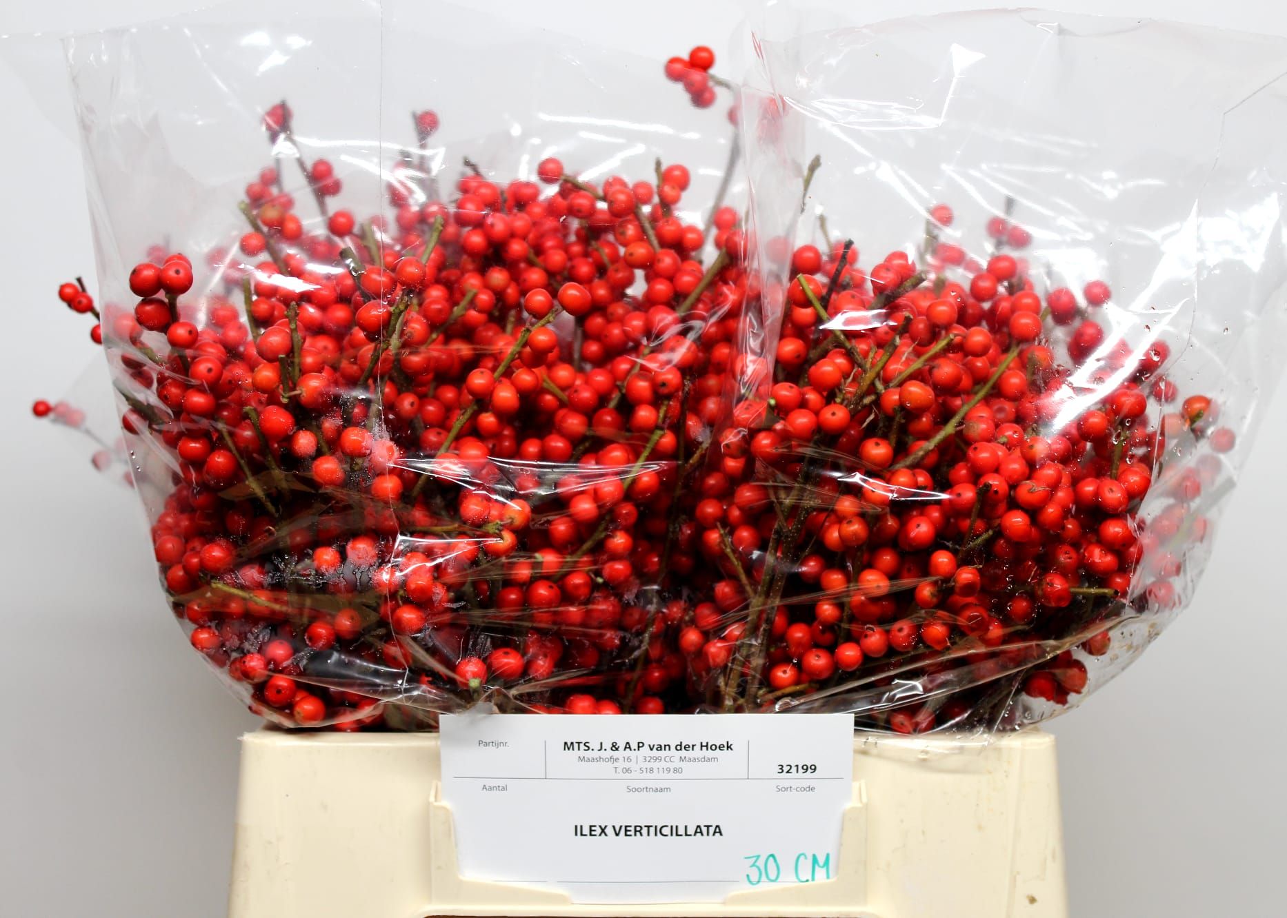 Илекс Красные ягоды 30, шт.