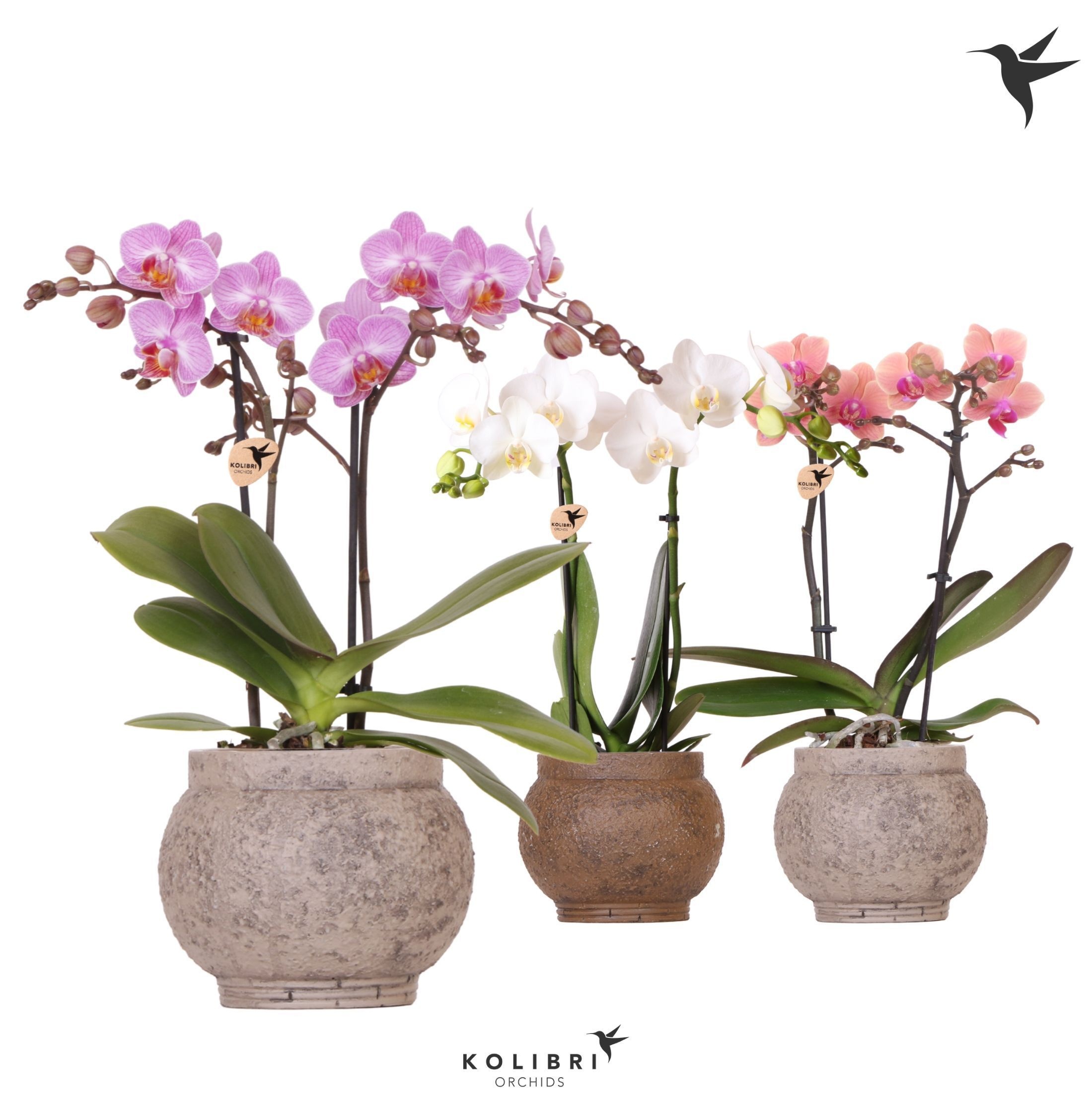 Kolibri Orchids Phalaenopsis mix 2 spike in Ancient pot brown, D 9