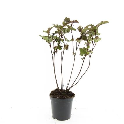 Physocarpus op. 'Red Baron', D 14 cm