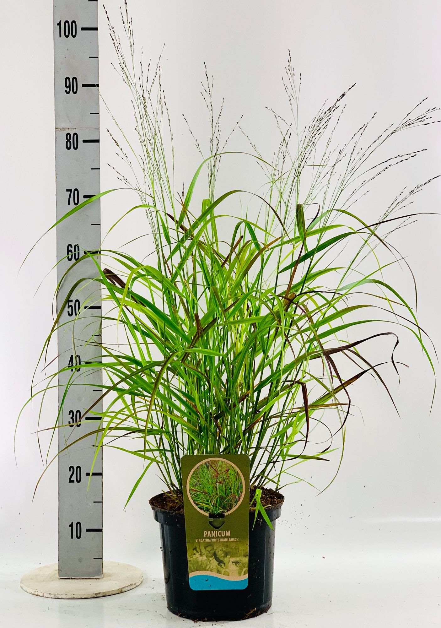 Panicum vir. 'Rotstrahlbusch', D 23 cm