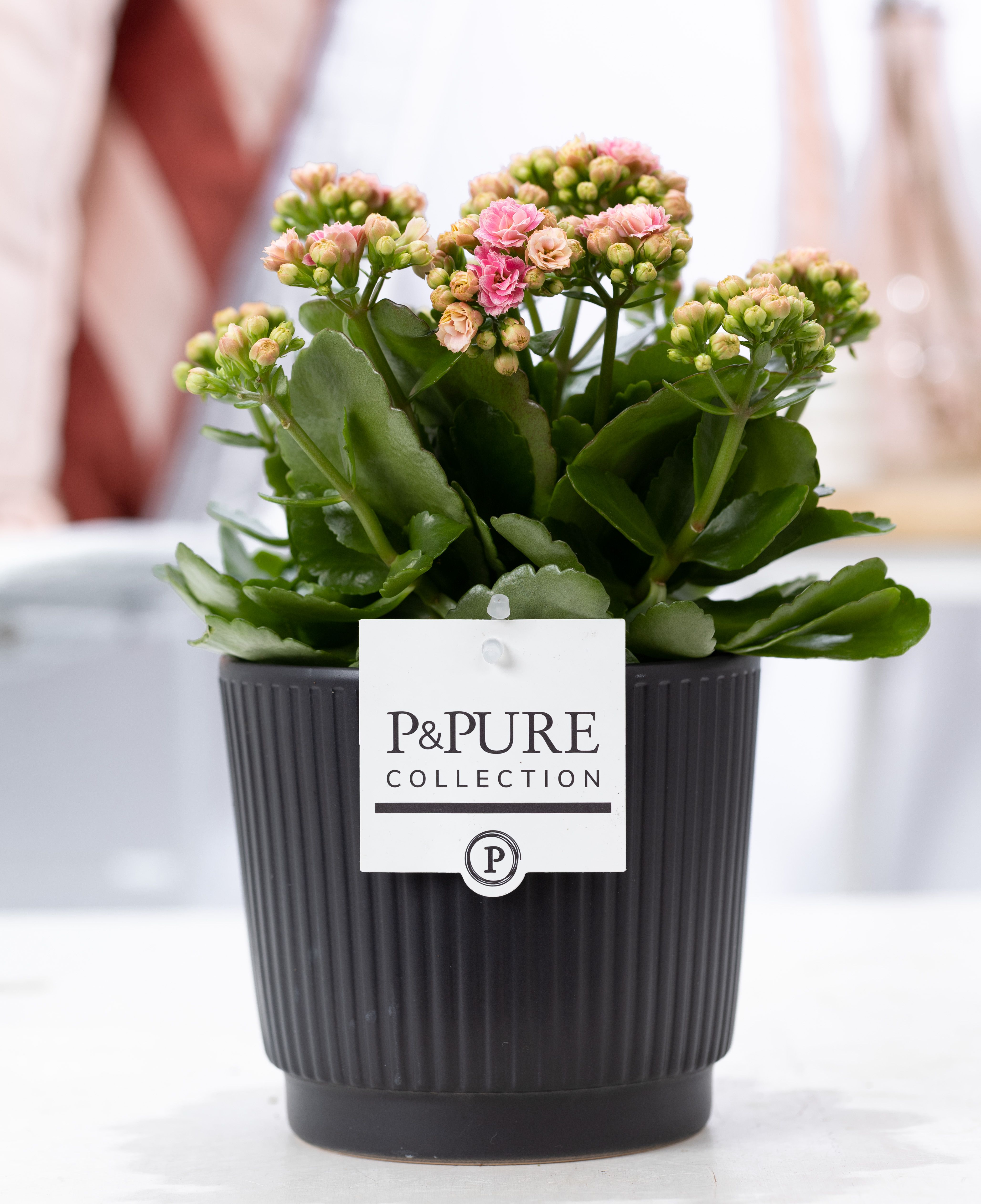 Kalanchoe pink in P&PURE Liv ceramics matt black, D 12