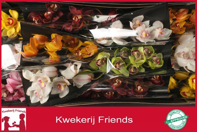 Цимбидиум Микс x12 50, шт.