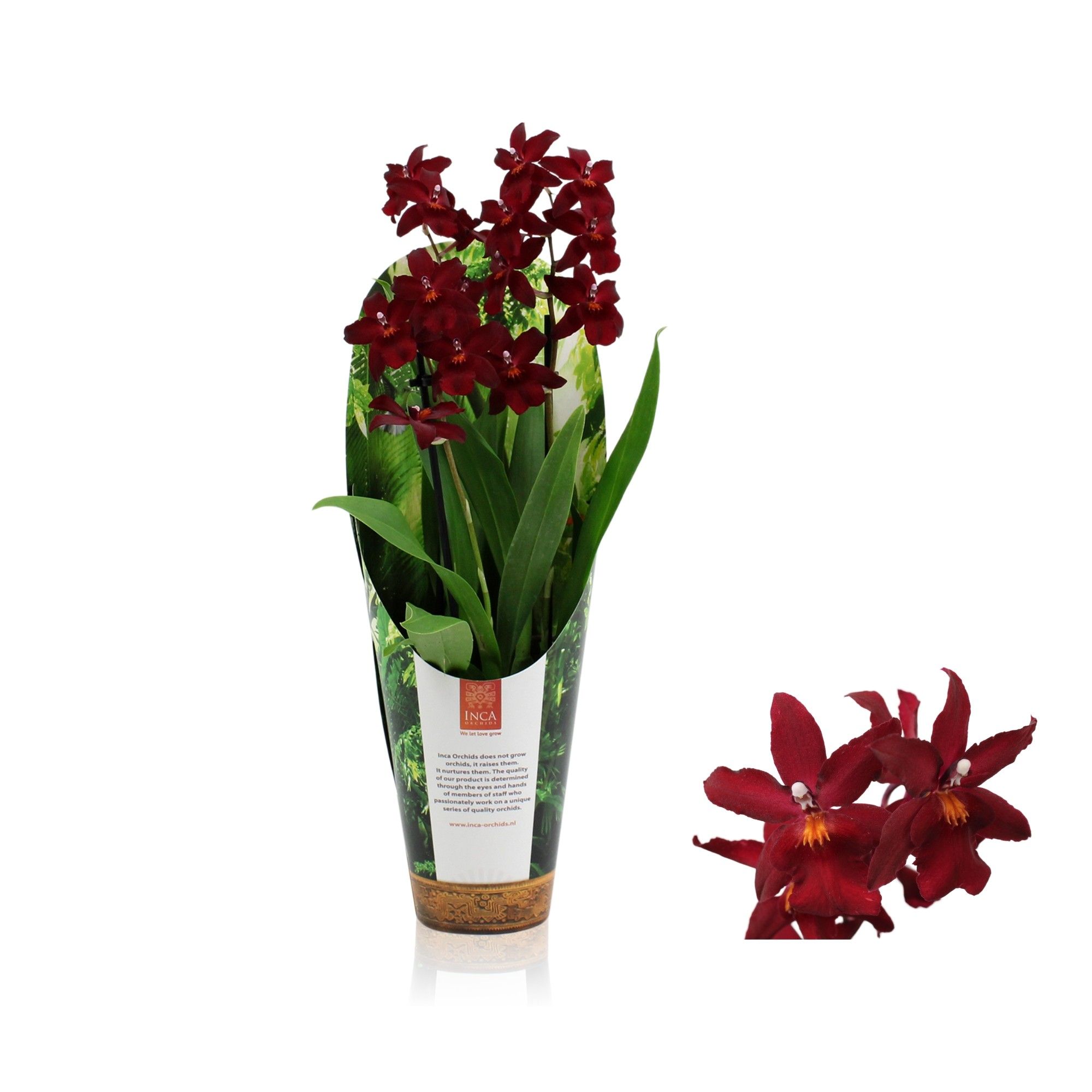 Inca Cambria Fran's Jewels 2 spike 9cm in luxury jungle cover, D 9 cm