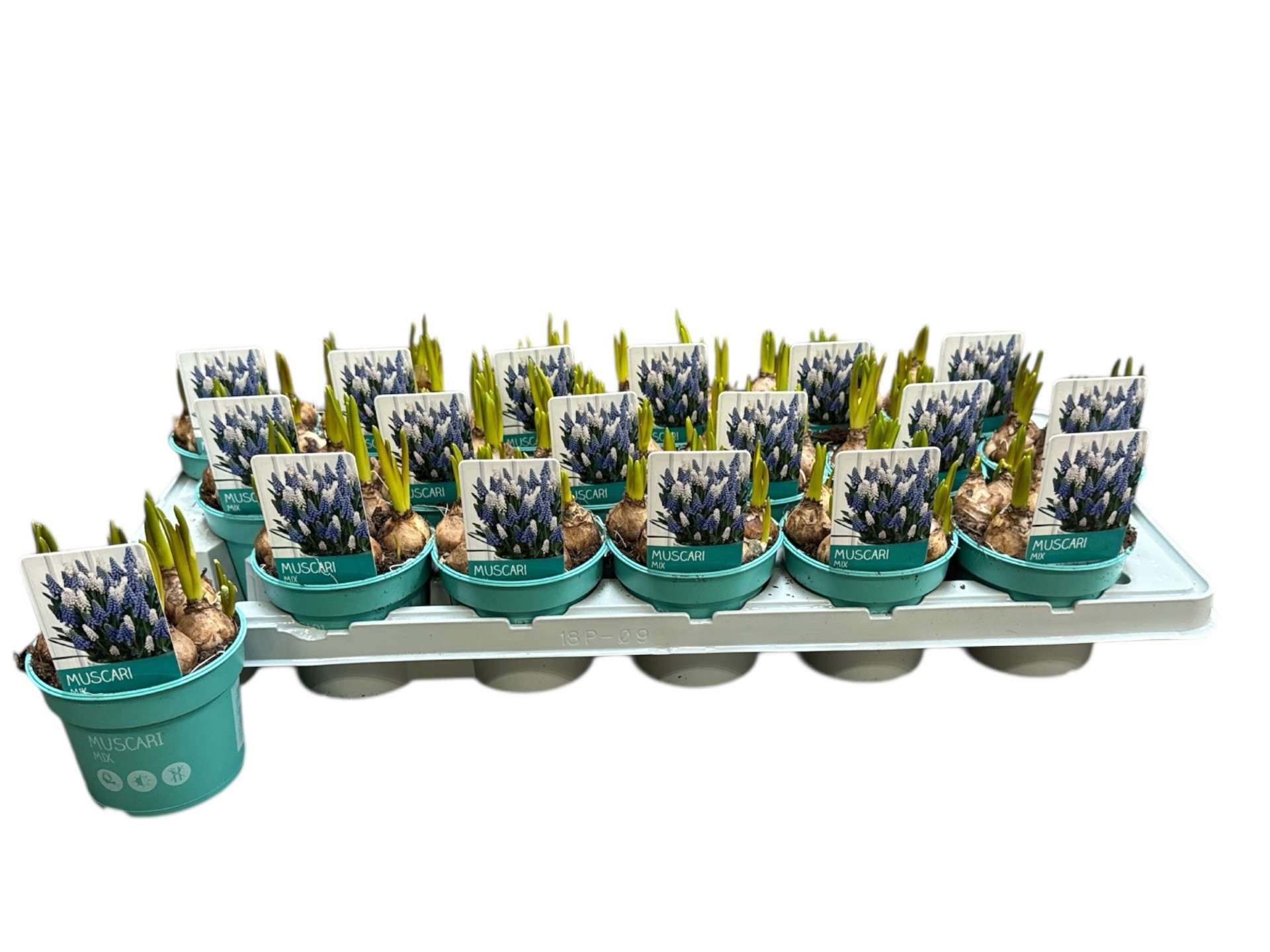 Muscari Mix 'Diamond Collection', D 9