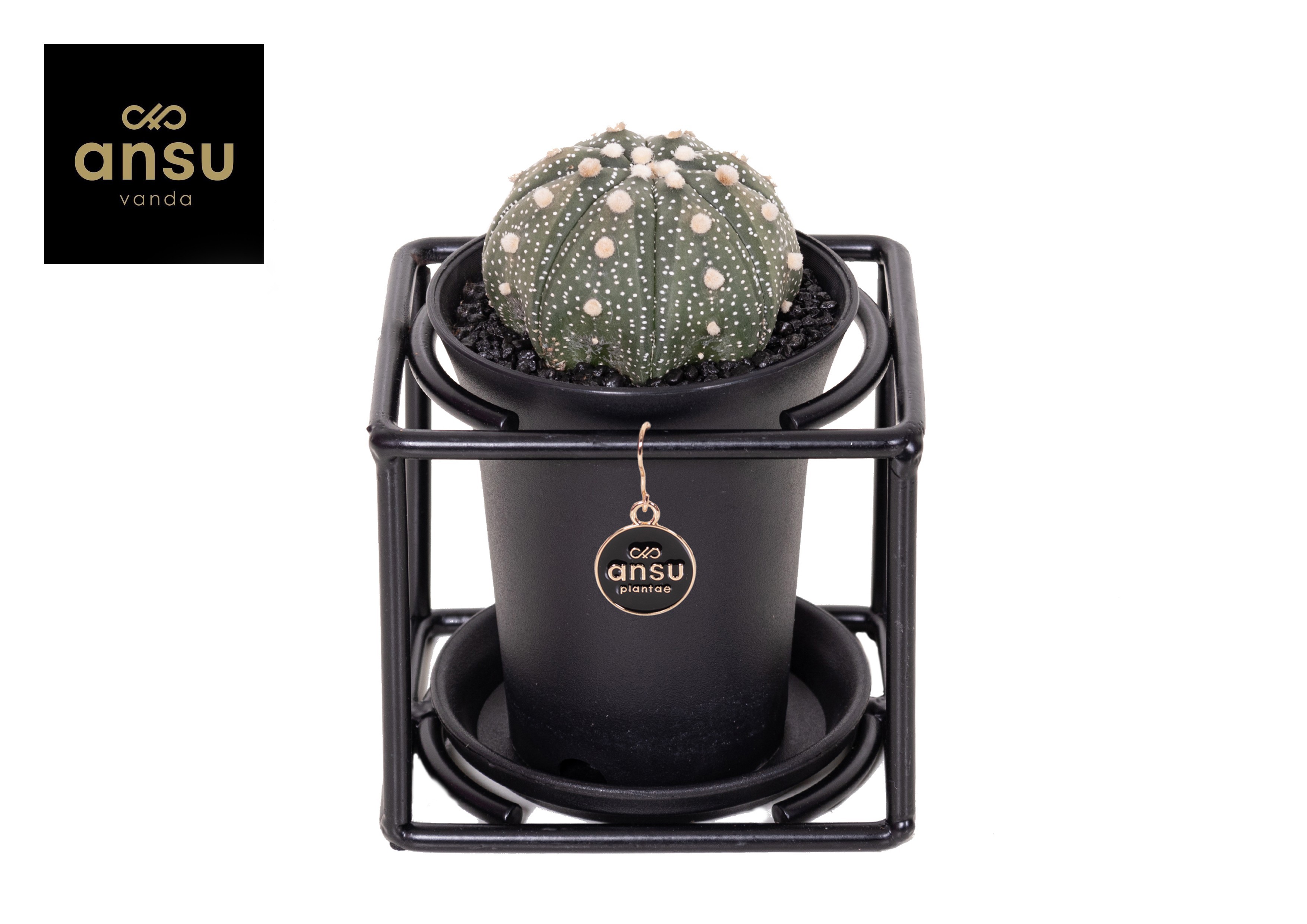 Astrophytum Asterias in design frame, D 10