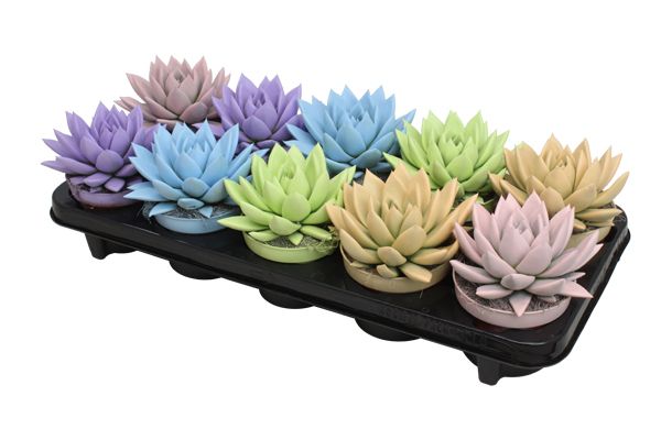 Miranda coloured pastel mix, D 10,5