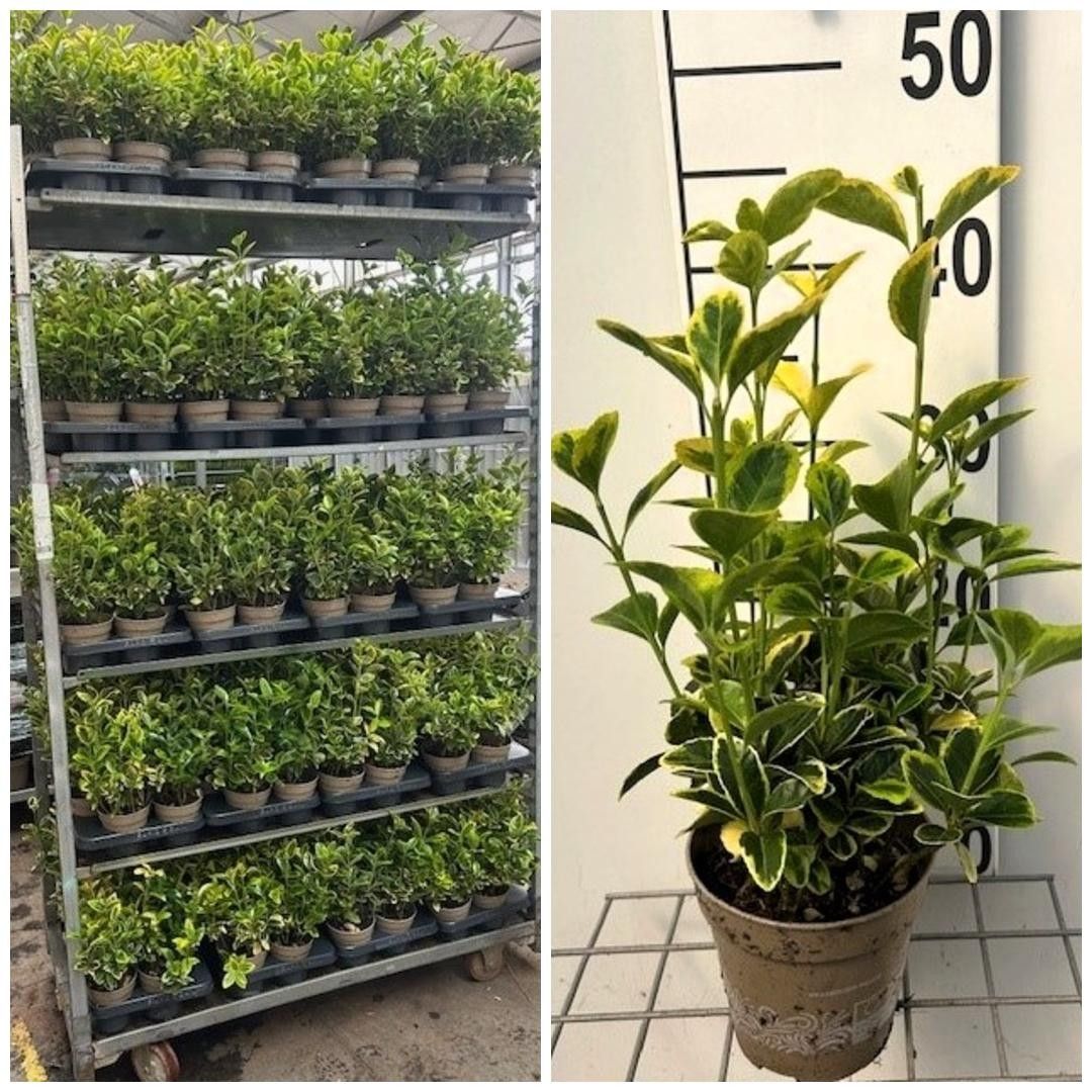 770 LDW : Pot 13 cm Euyonumus Aurea, D 13