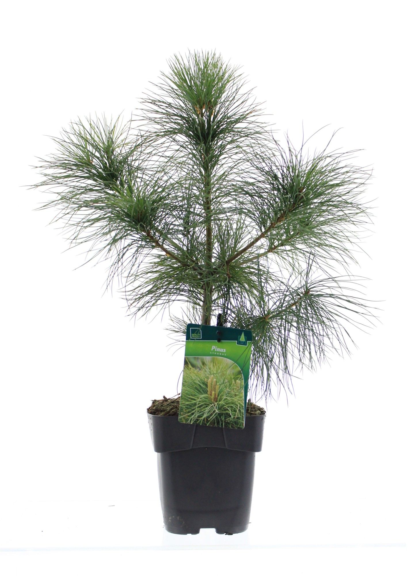Pinus strobus, D 17