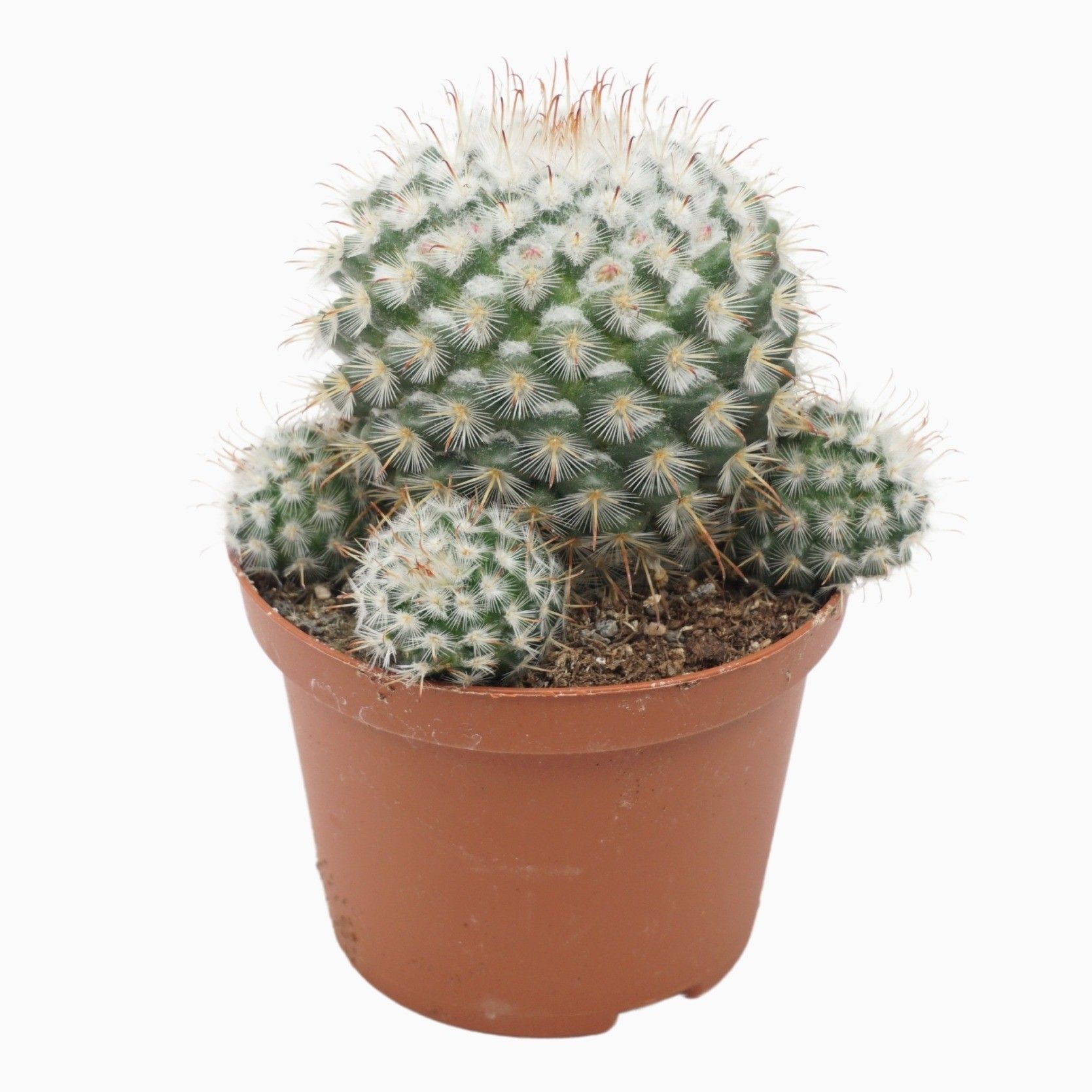 Mammillaria bombycina 10,5 cm, D 10,5 cm