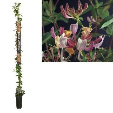 Lonicera per. 'Serotina' +Long & strong label, D 23 cm
