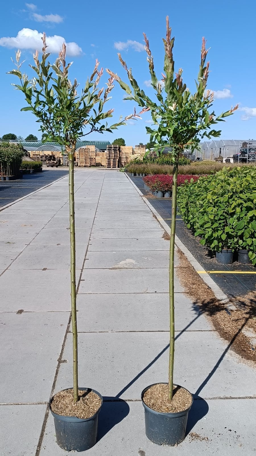 Salix int. Hakuro Nishiki' 100cm, D 23 cm