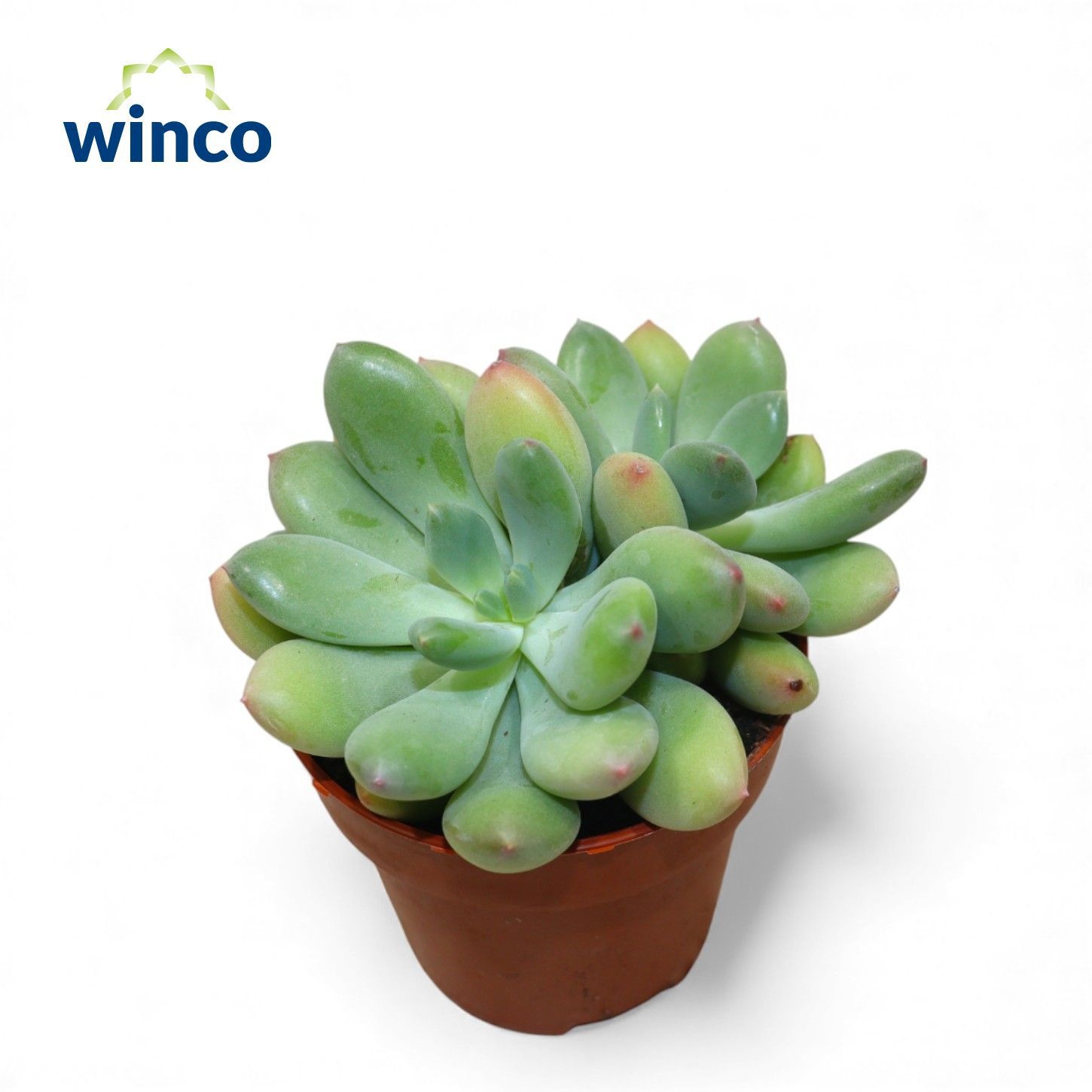 Pachyveria Dr. Cornelius (Group), D 8,5