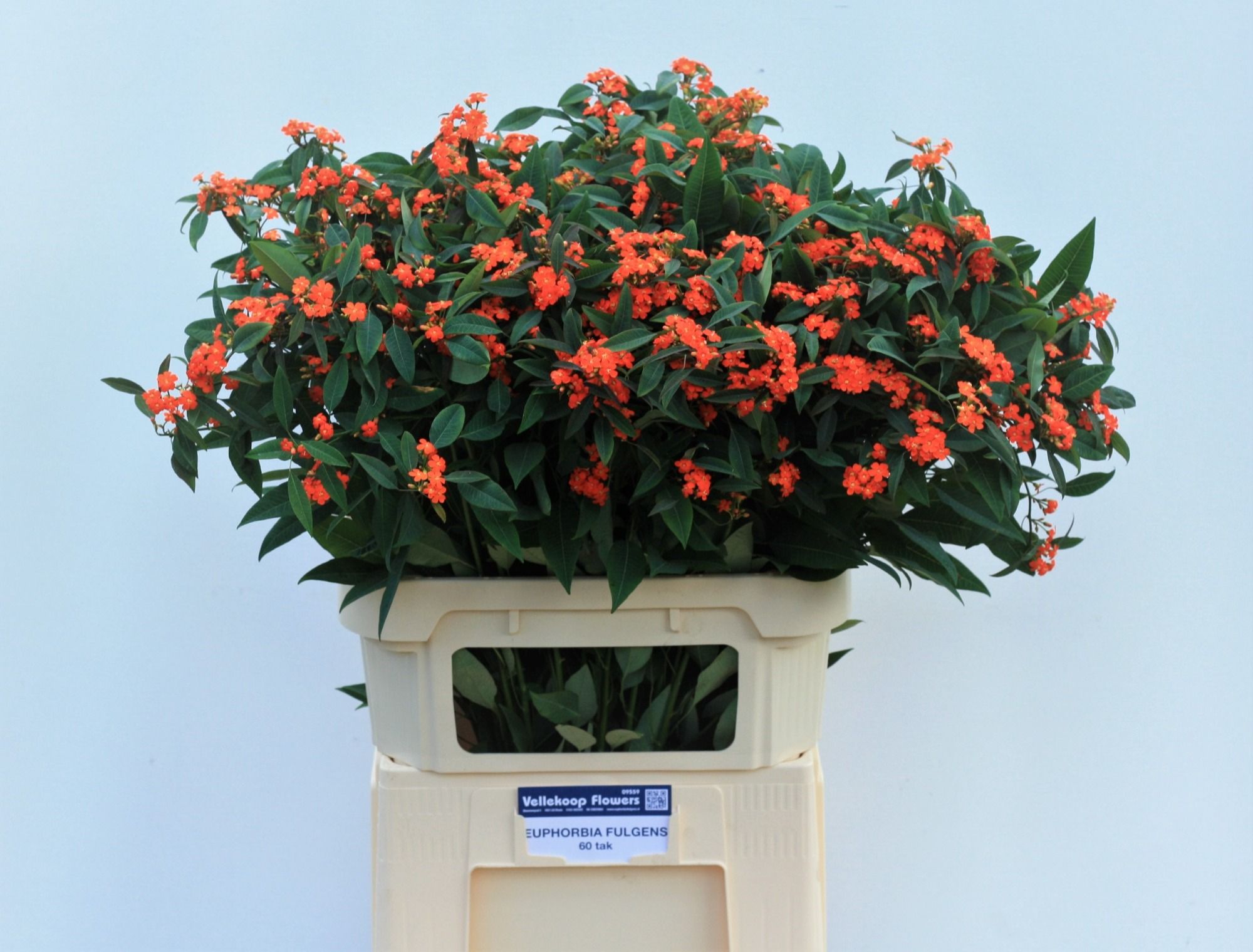 Эуфорбия куст. Квин Оф Оранж 80, шт.