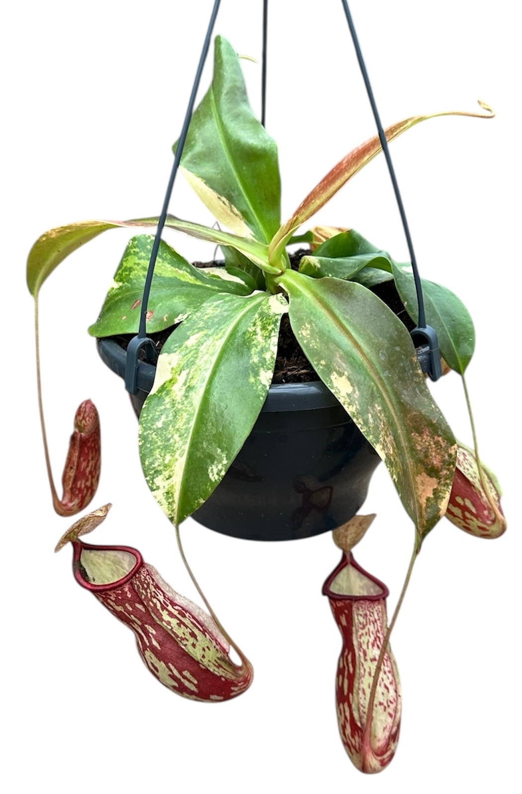 Nepenthes Gaya Variegata, D 20 cm Nepenthes Gaya Variegata, D 20 cm