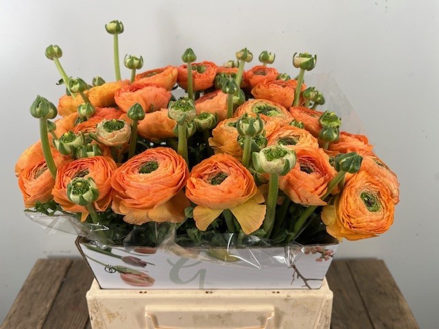 Ранункулус Овериг 40, шт.