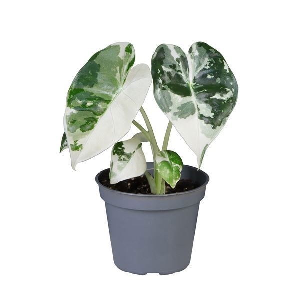 Alocasia Frydek Variegata 6 cm, D 6 cm