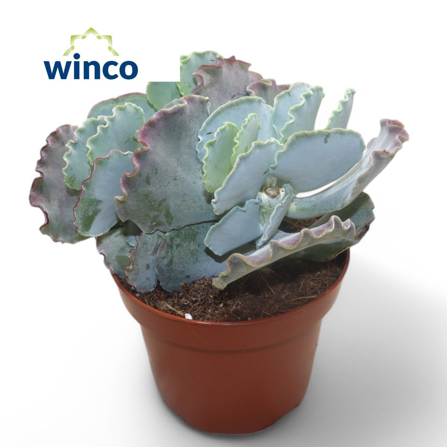 Cotyledon Undulata, D 13 cm