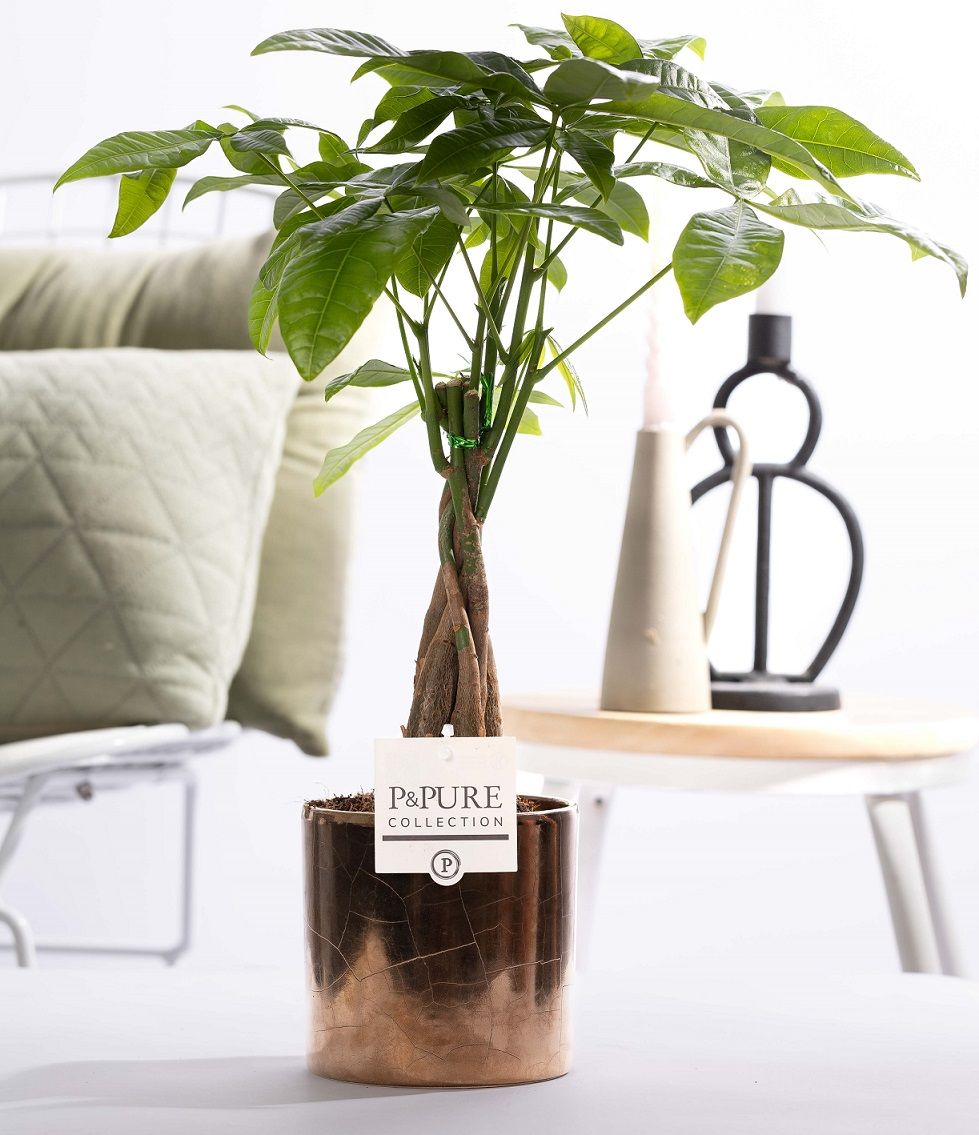 Pachira Aquatica in P&PURE ceramics Juliette gold bronze, D 12