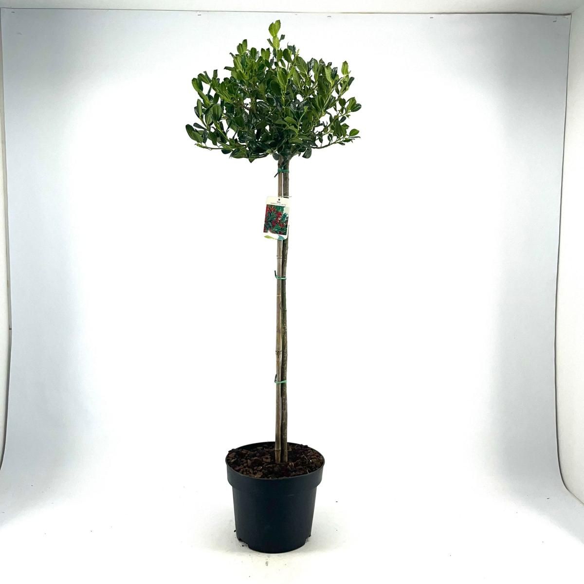 Ilex aq. 'J.C. van Tol', bol, D 28