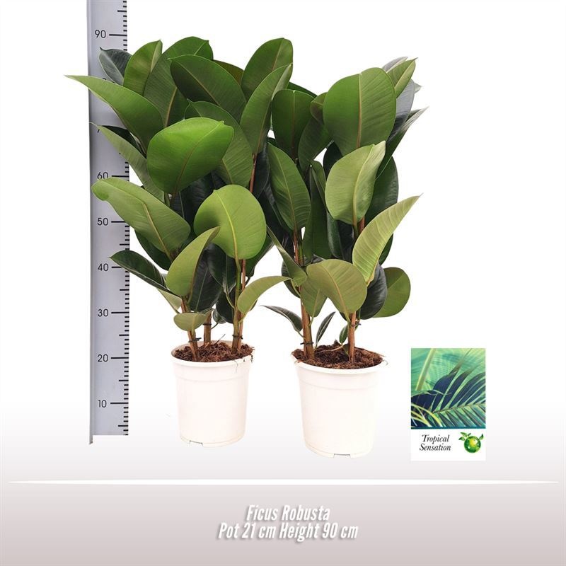 Ficus Robusta, D 21