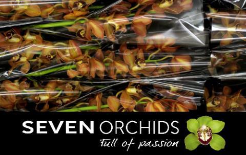 Цимбидиум Чарли Браун x9 60, шт.