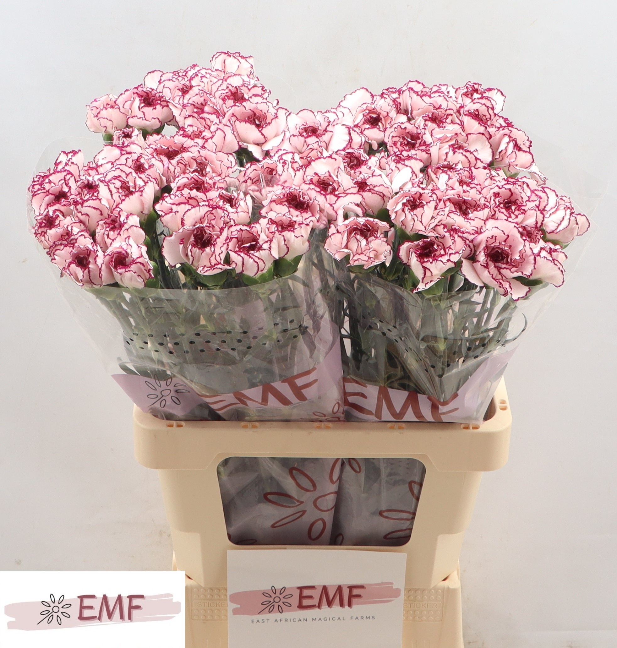 Диантус од. Дамаскус, шт. Диантус од. Дамаскус, шт.