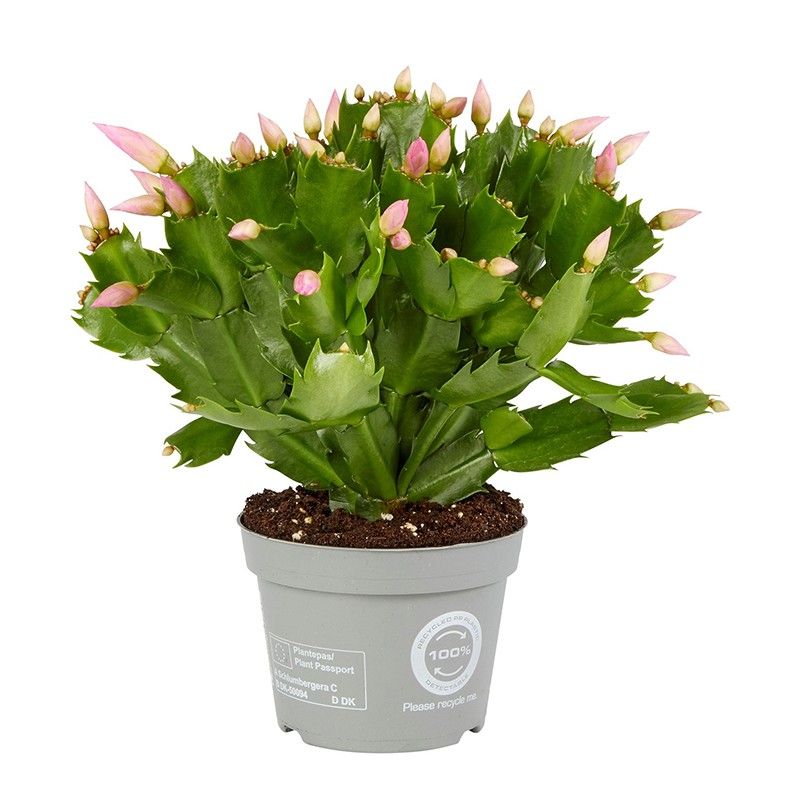 Schlumbergera Rosa Brazil, D 12 cm Schlumbergera Rosa Brazil, D 12 cm