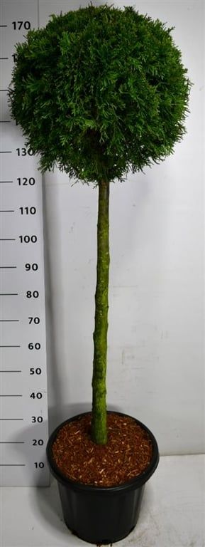 Thuja occ. 'Smaragd', D 35