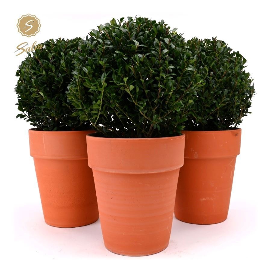 Ilex crenata 'Jenny'® Ball Ø20cm P17 in Ceramic Terracotta, D 19