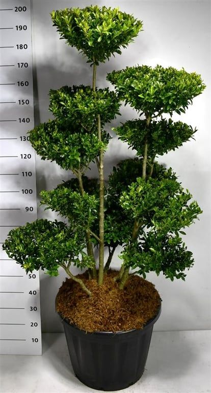 Ilex maximowicziana kanehirae, D 58