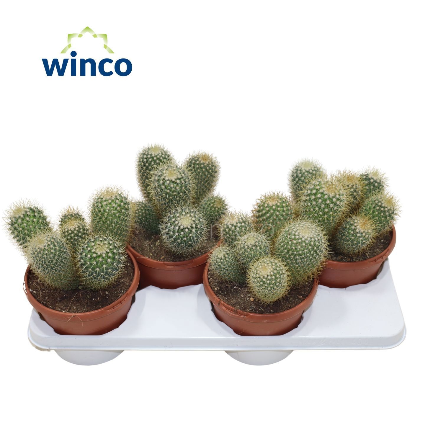 Mammillaria Pringlei, D 17 cm