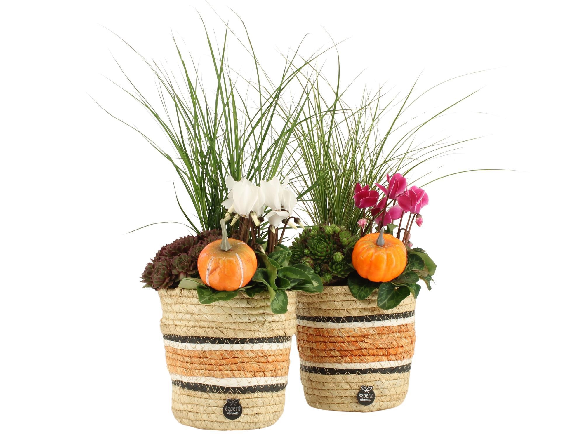 41715: Outdoor autumn arrangement, D 14 cm 41715: Outdoor autumn arrangement, D 14 cm
