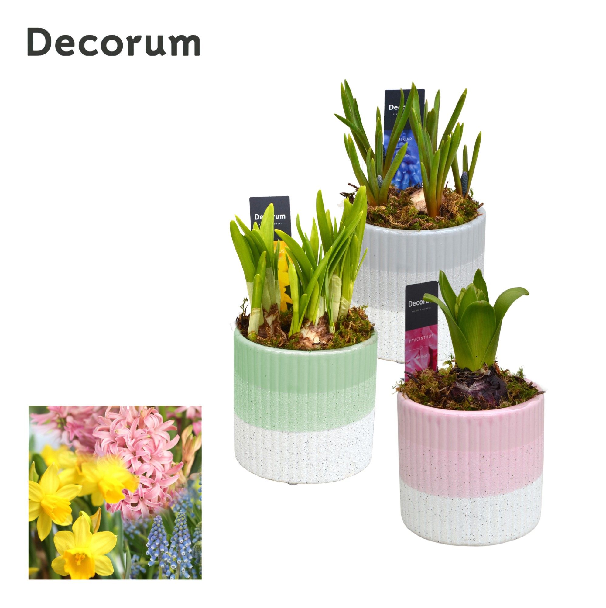 Bollenmix Felice HL12443B, D 10