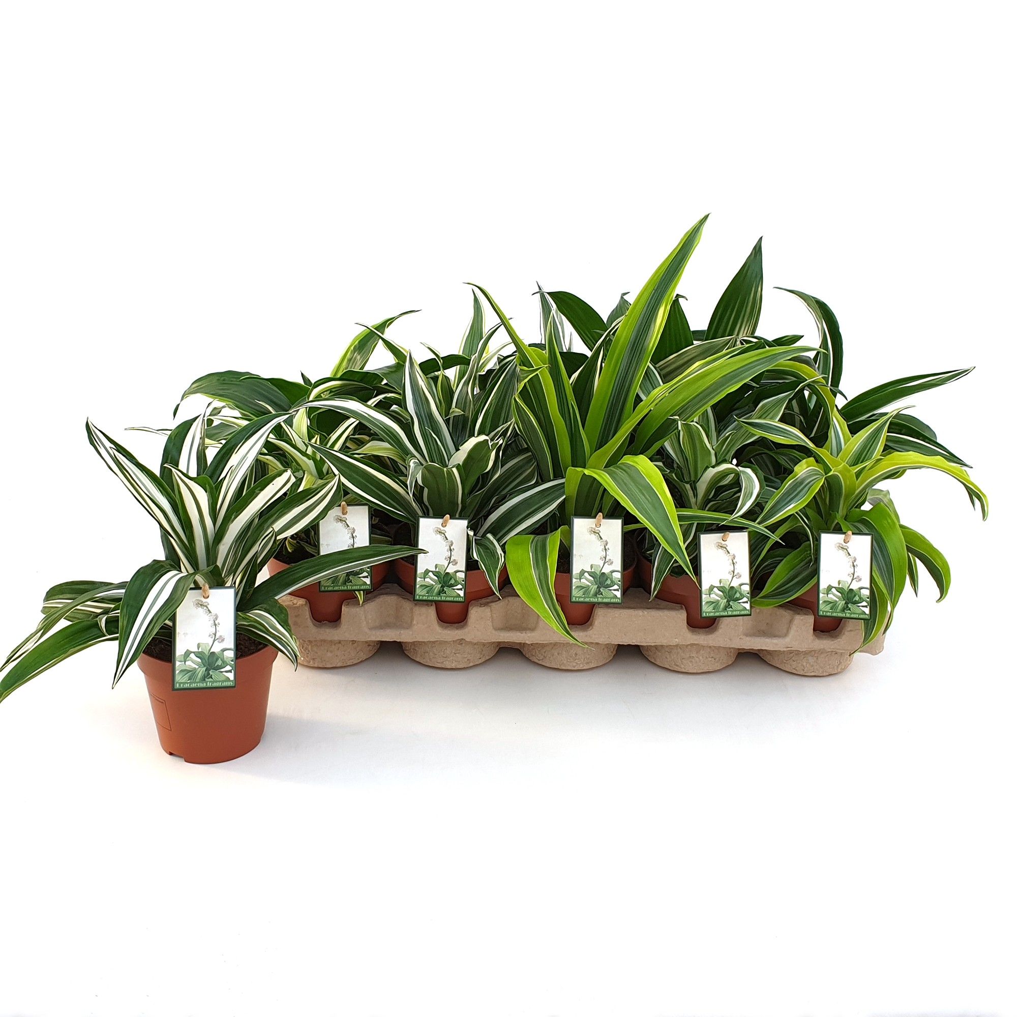 Dracaena Dragonmix max. 10 soorten in EcoExpert tray, D 12