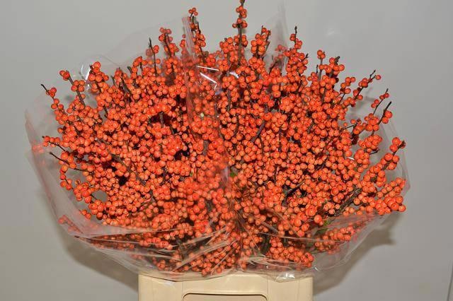 Илекс Ля Рэндж 65, шт.