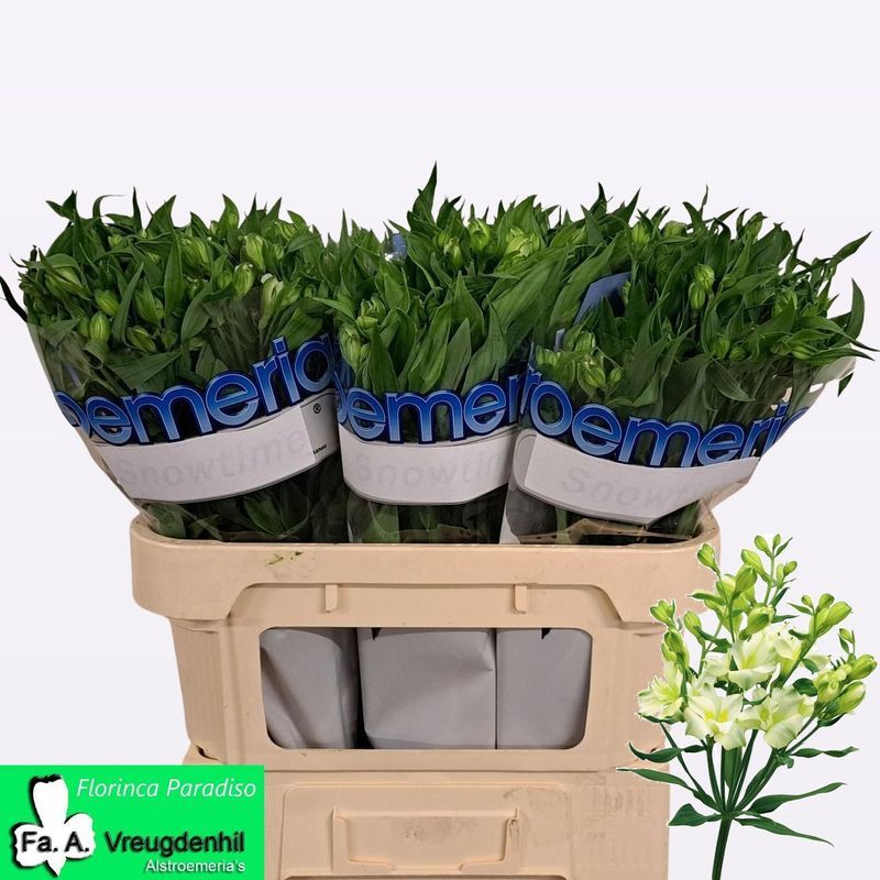 Альстромерия Парадизо, шт.