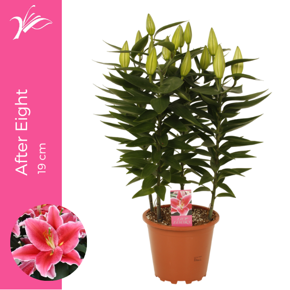 Lilium After Eight 19 cm (or. lelie), D 19 cm Lilium After Eight 19 cm (or. lelie), D 19 cm