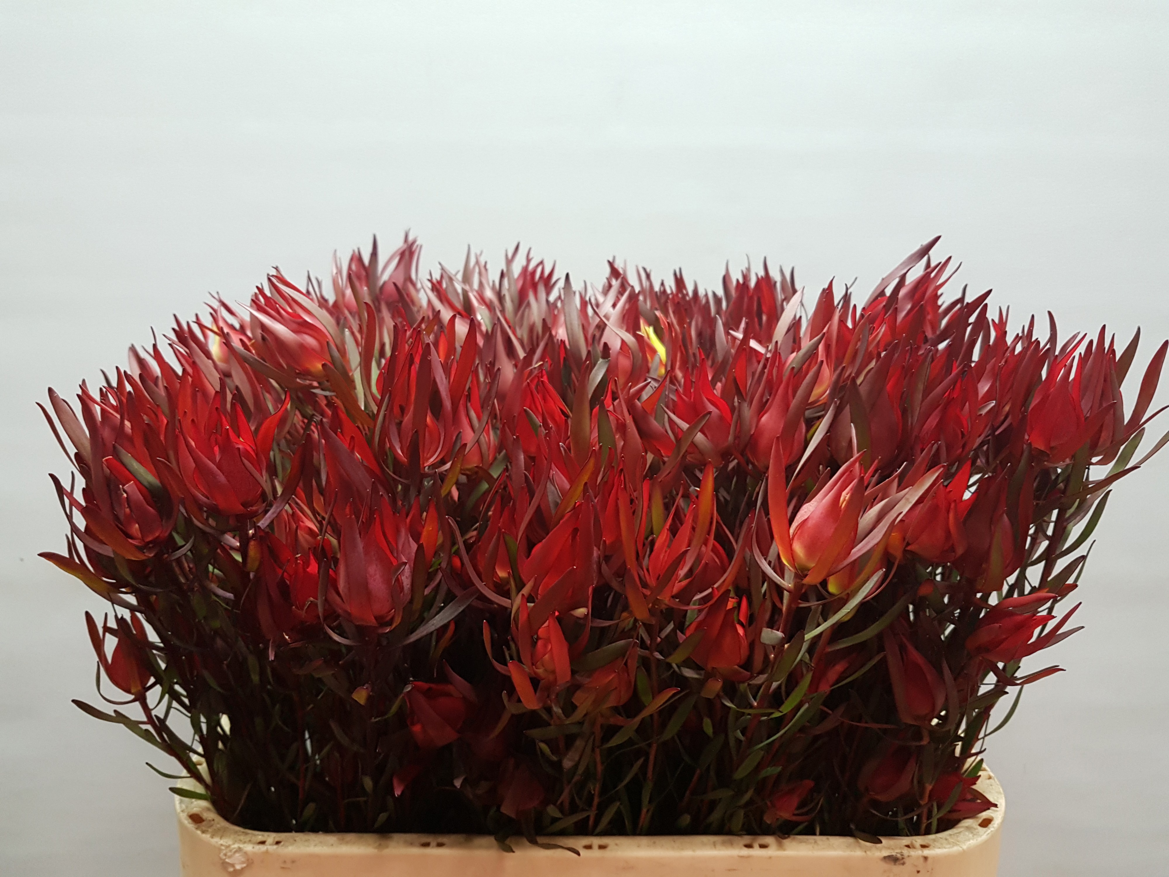 Леукадендрон Салигнум 50, шт.