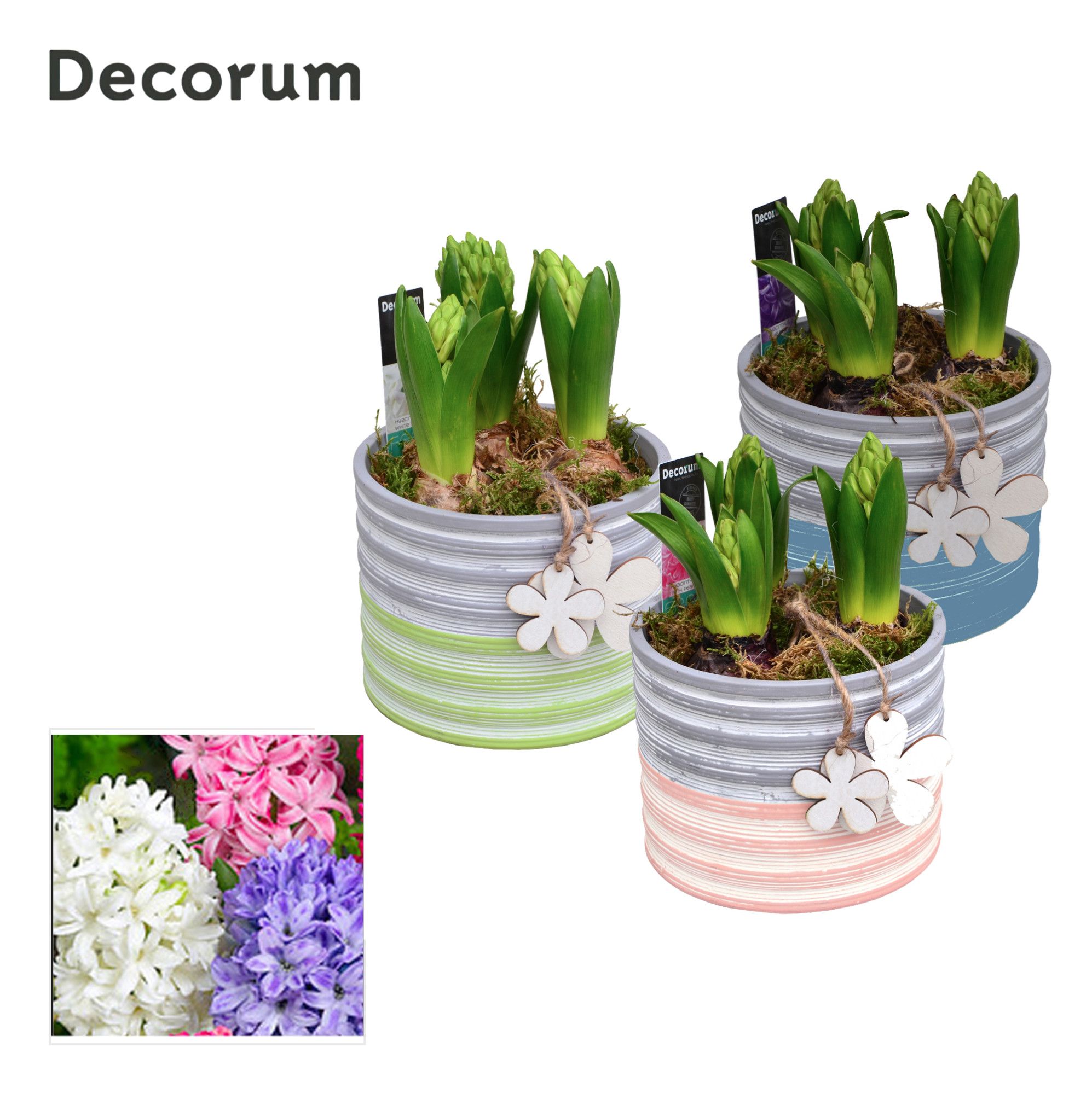 Hyacint Pastel Maxi HL19483 [LOVELY COLORS], D 13