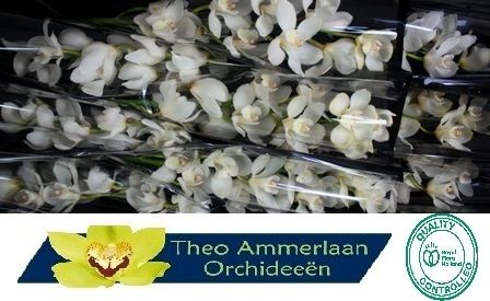 Цимбидиум Ерли Вайт x9 60, шт.