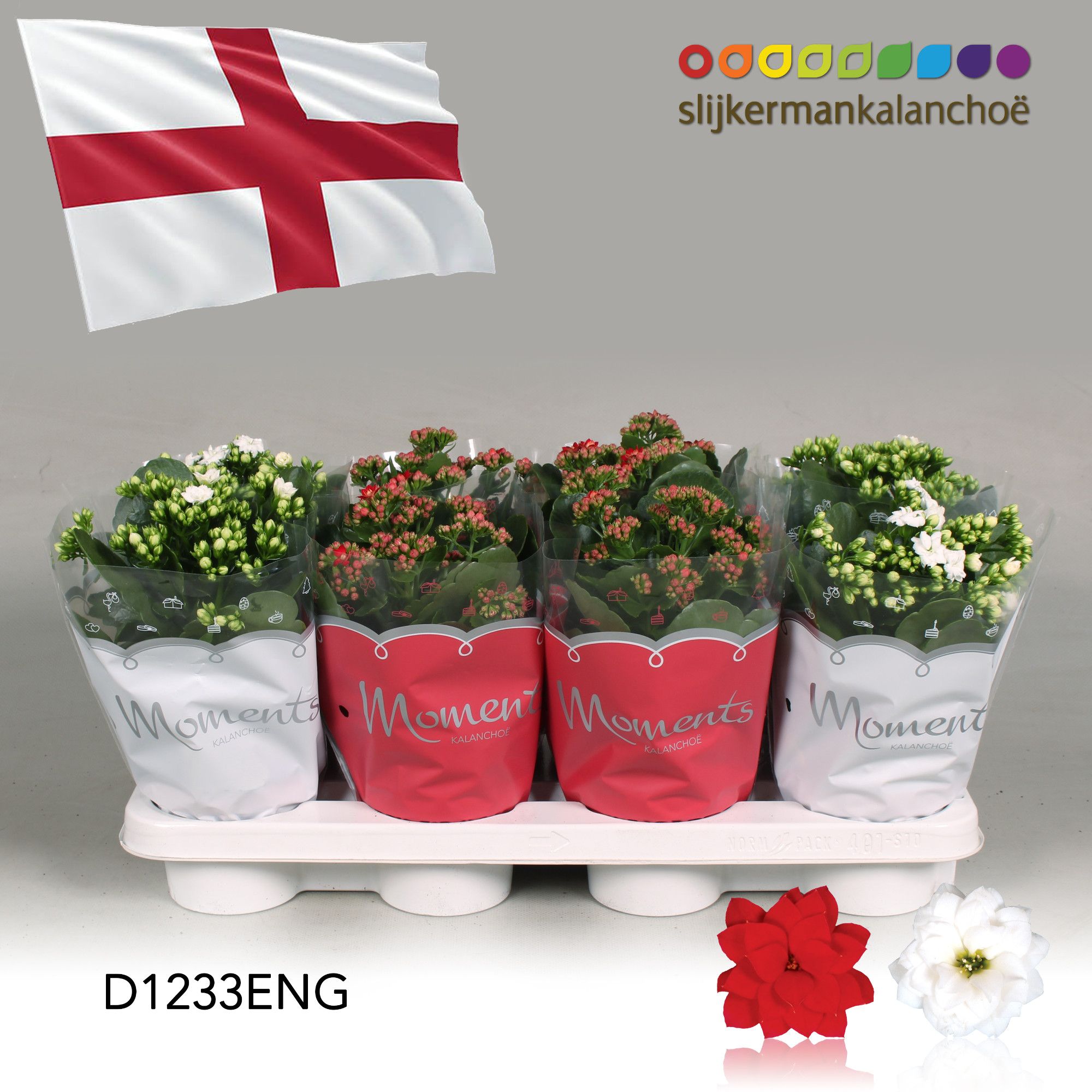Kalanchoe Moments - England flag, D 12